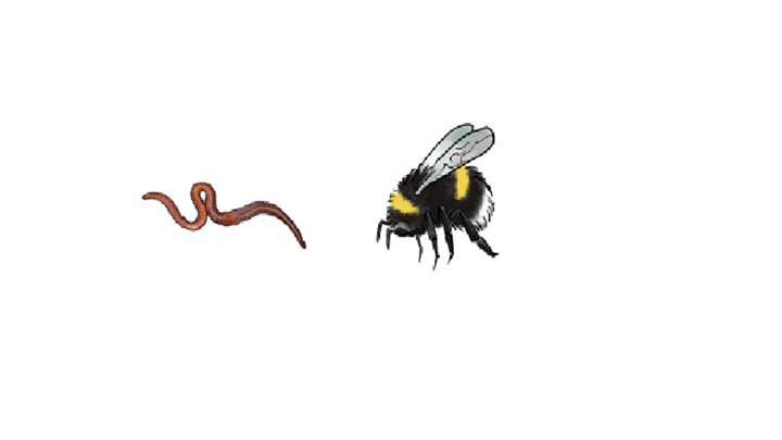 Illustrationen visar en daggmask och en humla. 