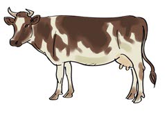 Bilden visar en vit och brunfläckig ko. 