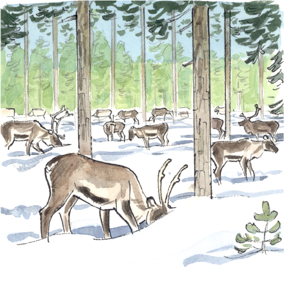 Renar som betar i den snötäckta skogen.
