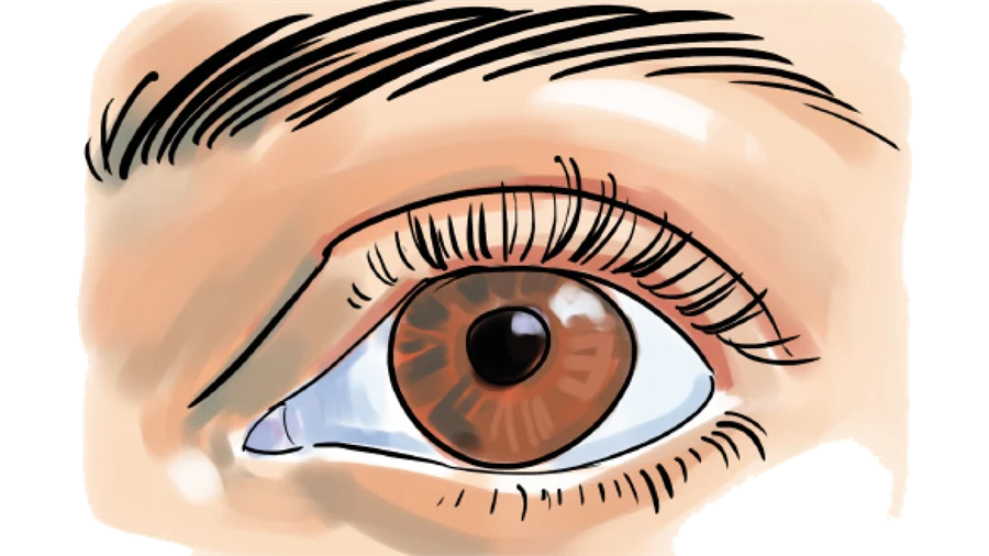 Illustration av ett brunt öga