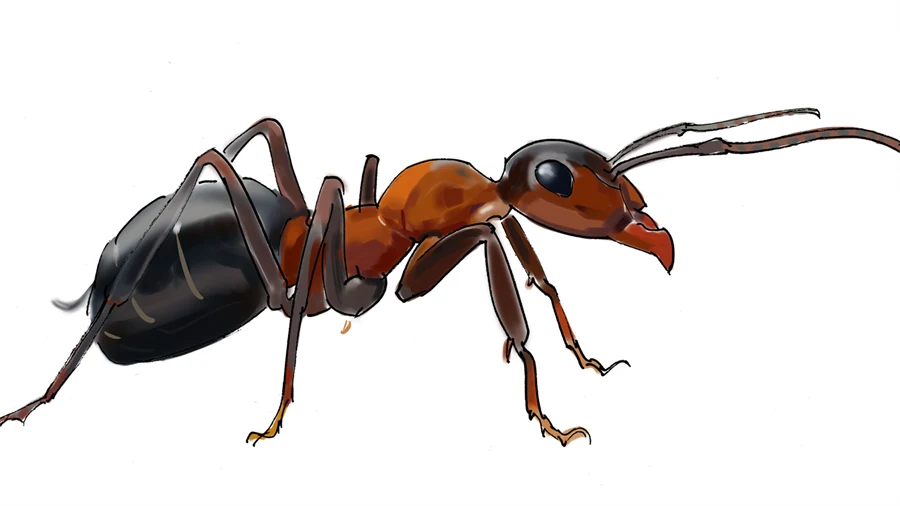 En illustration av en myra.