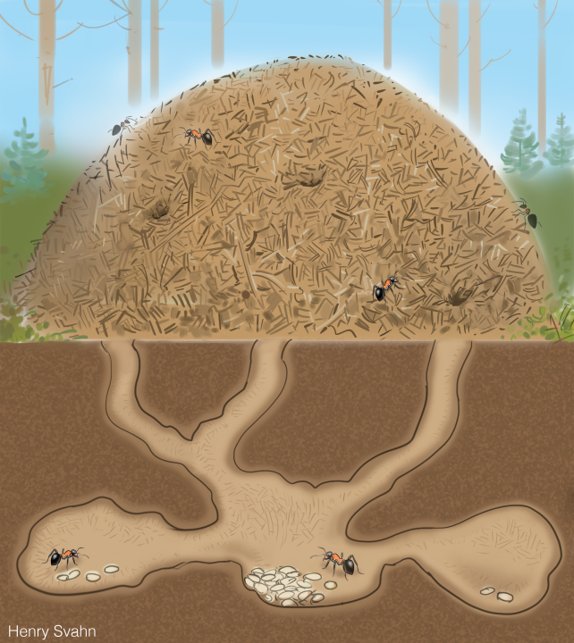 Illustration av en myrstack, där du ochså får se gångarna under marken där myrorna lägger sina ägg.